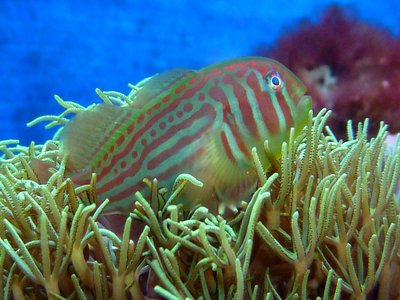 Gobiodon histrio