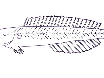 Gobioidei