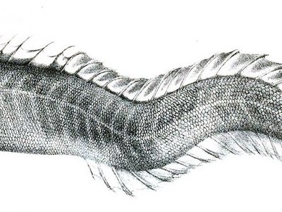 Gobioides
