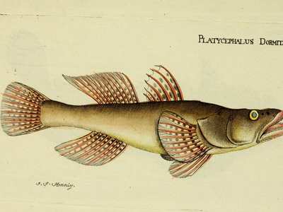 Gobiomorus