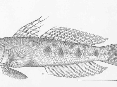 Gobionellus