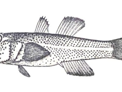 Gobiopterus