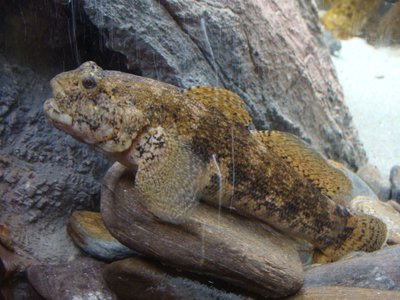 Gobius cobitis