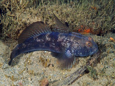 Gobius