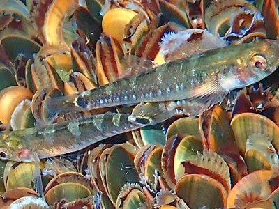 Gobiusculus