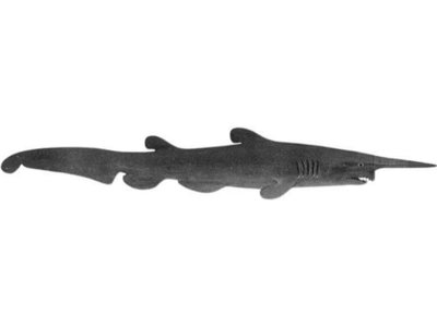 Goblin Shark