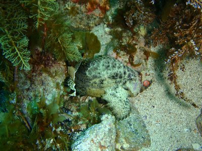 Goblinfish