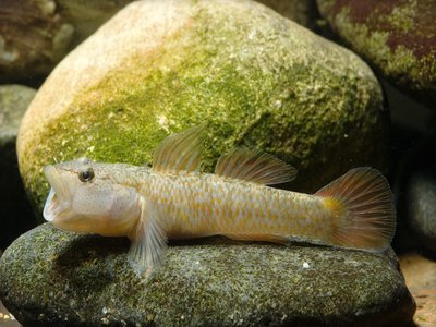 Goby