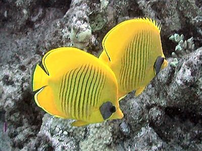 Golden Butterflyfish