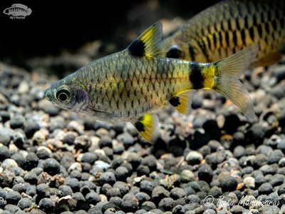 Golden Dwarf Barb