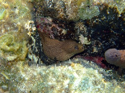 Golden Eel