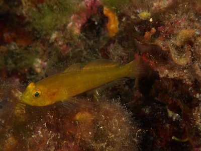 Golden Goby
