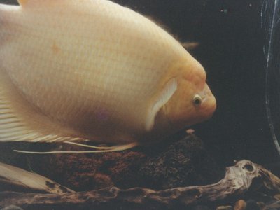 Golden Gourami
