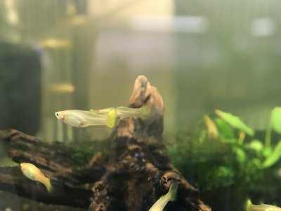 Golden Guppy