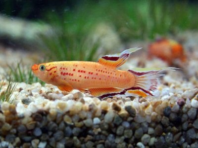 Golden Killifish