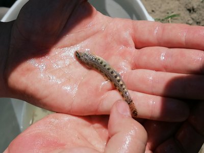 Golden Loach