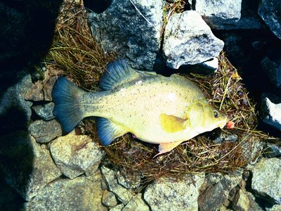 Golden Perch
