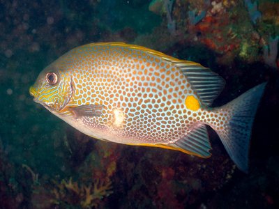 Golden Rabbitfish