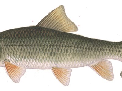 Golden Redhorse