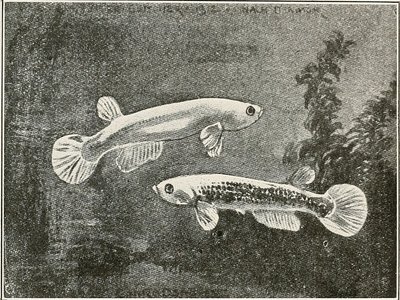 Golden Rivulus