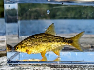 Golden Shiner