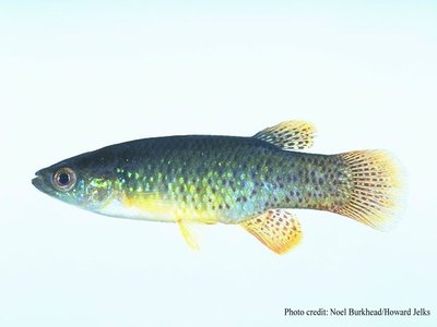 Golden Topminnow