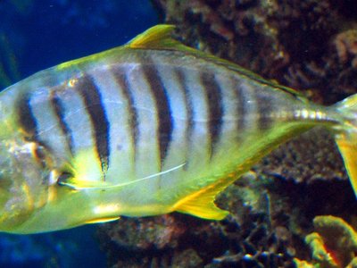 Golden Trevally