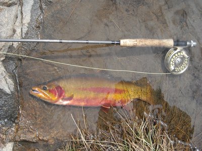 Golden Trout