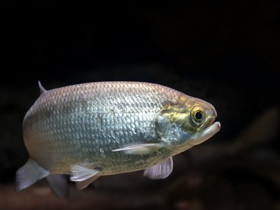 Goldeye