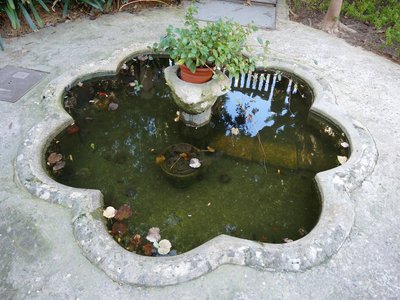 Goldfish