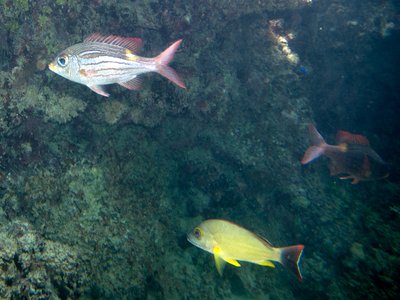 Goldline Snapper