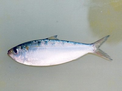 Goldstripe Sardinella