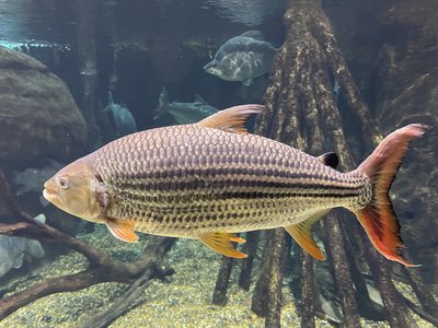 Goliath Tigerfish