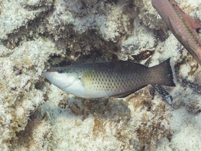 Gomphosus caeruleus