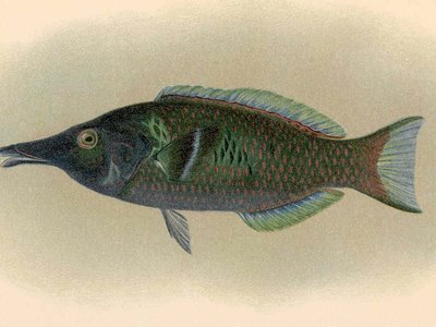 Gomphosus tricolor