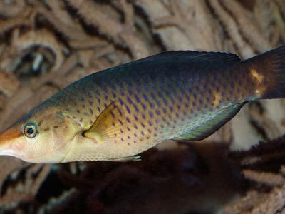 Gomphosus Varius