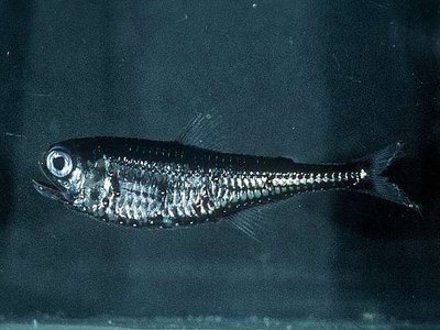 Gonichthys