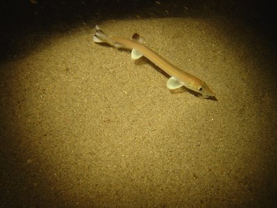 Gonorynchus gonorynchus