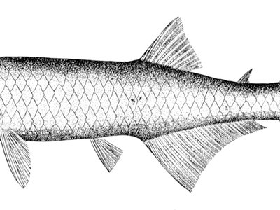 Gonostoma denudatum