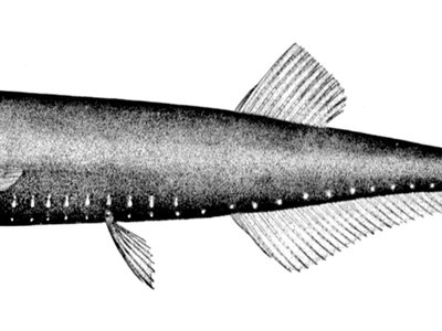 Gonostoma elongatum