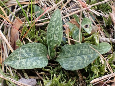 Goodyera