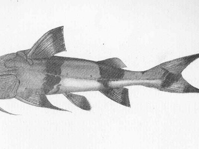 Goonch Catfish