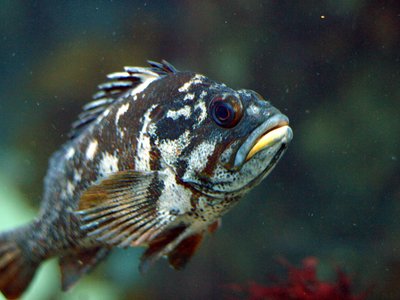 Gopher Rockfish