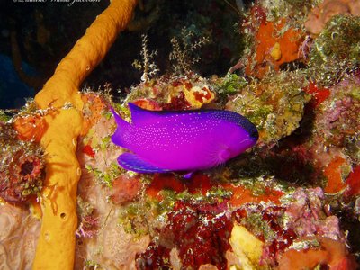 Gramma melacara