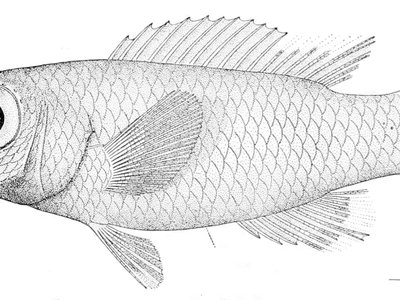Grammatonotus laysanus