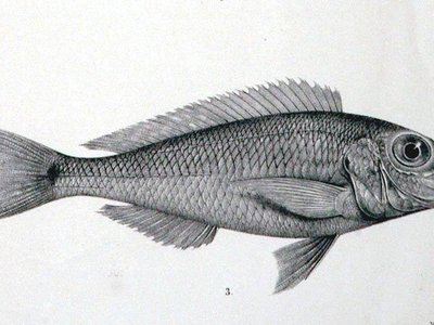 Grammatotria
