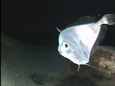 Grammicolepis