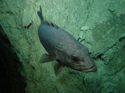 Grammistidae