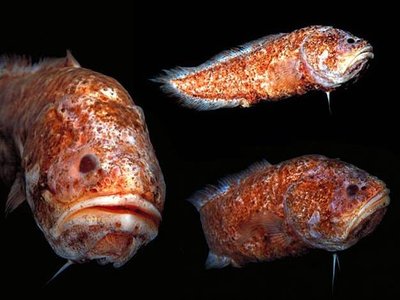 Grammonus