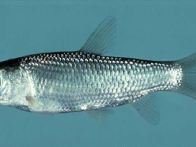 Grass Carp
